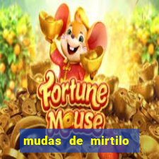 mudas de mirtilo em porto alegre